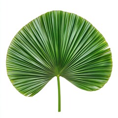 Vibrant green palm leaf, isolated on white background.  Nature's beauty in a single, striking image.