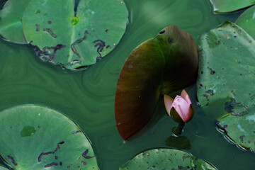 Pink lotus flower on the lake in the garden of manor-house,  Birthplace Museum of the Frederic Chopin in Zelazowa Wola near Sochaczew. 