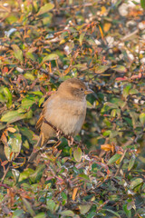 The house sparrows (Passer domesticus) sit on the branches of a bush.