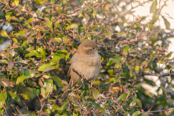 The house sparrows (Passer domesticus) sit on the branches of a bush.