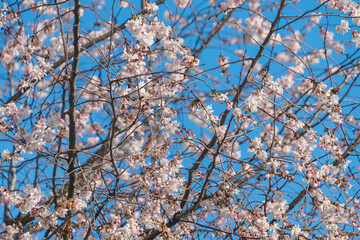 Prunus subhirtella, the winter-flowering cherry, spring cherry. Beautiful pink spring flowers.