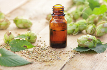 Hops essential oil or extract in glass bottle with  fresh leaves on wooden table, closeup,...