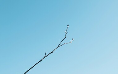 Bare Branch Against a Clear Light Blue Sky