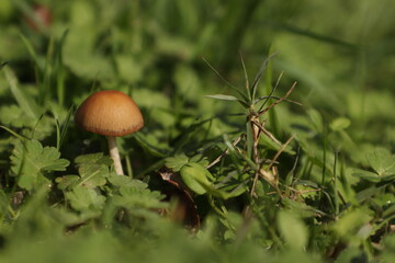 Fototapeta premium mushroom in the forest