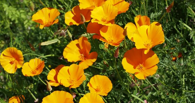 Clump of California poppies (Eschscholzia californica) flowers with orange four-petaled and long yellow stamens above divided and feathery gray-green foliage