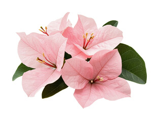 Obraz premium Delicate pink bougainvillea flowers with lush green leaves, cut out