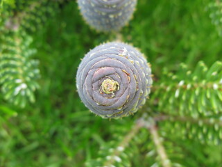 zapfen, nadelbaum, draufsicht, 