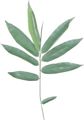 vector image of a sprig of green bamboo leaves isolated on white