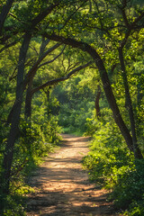 Naklejka premium Serene Wilderness: An Enthralling Glimpse of the Verdent TX Hiking Trails