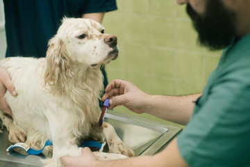 Vet taking a blood sample of an English setter in an animal hospital