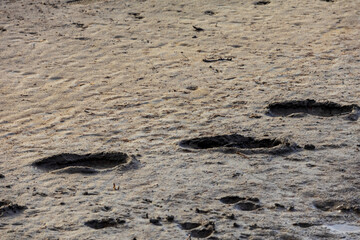 Footprints in wet sand, left by a shoe, creating clear imprints and adding texture to the soft, damp surface