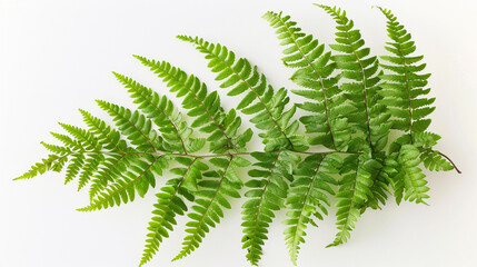 Flat lay of fresh green fern leaves, rich botanical texture, vibrant natural foliage