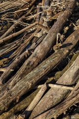 Fototapeta premium River-washed logs with rich textures and natural patterns, showcasing weathered wood and organic shapes, ideal for background and texture photography