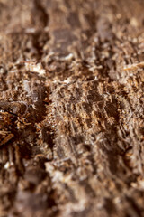 Close-up of an old, dry plank with rotted texture, showing small wood fibers holding it together