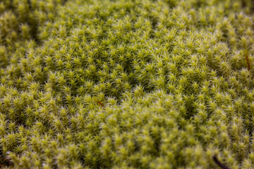 Close-up of vibrant green moss with rich texture and intricate details. The soft, dense surface...