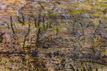 Close-up of weathered wood with white mold strands, insect-carved tunnels beneath the bark, and...