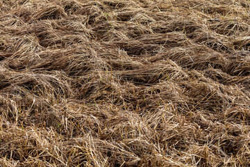 Dried yellow grass forming bumps, resembling sand dunes or waves, perfect for textured backgrounds