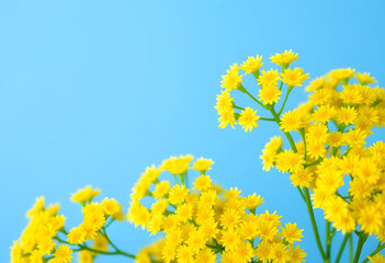 yellow flowers on blue sky
