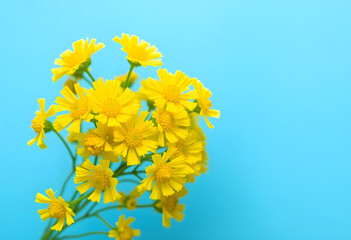yellow chrysanthemum flowers