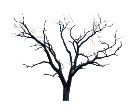 Leafless tree silhouette with intricate branch patterns against black background, cut out