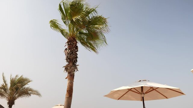 A beautiful sunny beach scene complete with palm trees and a colorful umbrella to enjoy