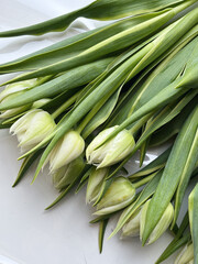 Fototapeta premium Bouquet of white delicate tulips on a light background, top view, space for text. Greeting card, banner 