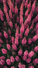 Obraz premium Vibrant pink flowers create a stunning natural pattern. A field of blossoms viewed from above.