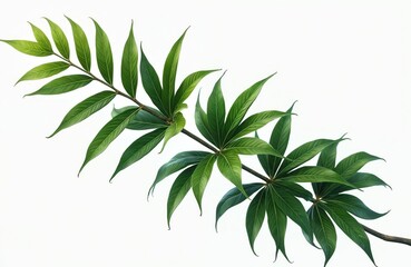 Obraz premium Exotic plant branch with green leaves isolated on white transparent background. Tropical forest flora with fresh plants for decor, design, environment concepts. Tree branch frame.