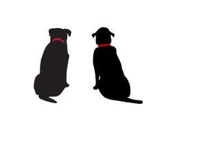 Two black dogs with red collars
