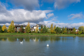 Obraz premium Surrounded by trees, the houses of an elite village on the shore of a pond with swans. .A delightful country landscape on a sunny autumn day.