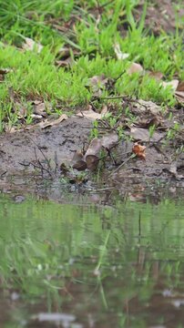 The long-tailed tit taking a bath, Aegithalos caudatus
