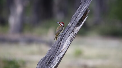 Bennets woodpecker in Botswana
