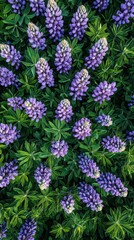 A vibrant field of purple lupines blossoms in lush green foliage. The densely packed flowers create a stunning natural tapestry of color and texture.