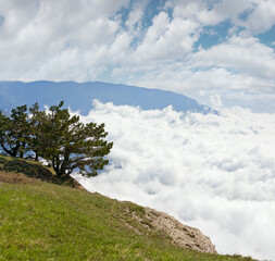 pine conifer trees on cloudy mountain background (Crimea, Ukraine )