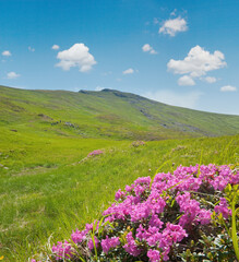 Obraz premium Rhododendron flowers in summer mountain