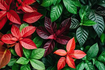 Vibrant foliage display of various leaf colors and shapes