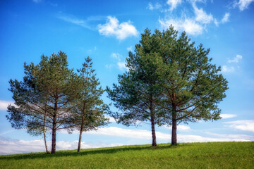 Lonely trees on the horizon with blue sky at background