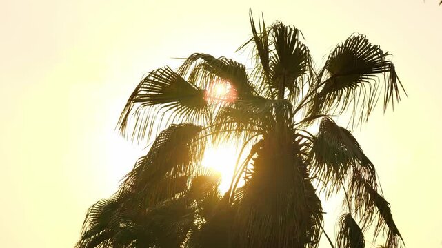 Sunlit Palm Trees Standing Tall Against a Beautiful Golden Sky During the Golden Hour
