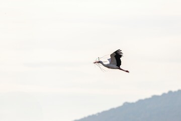 A white stork (Ciconia ciconia) flies carrying nesting materials against a soft sky backdrop....