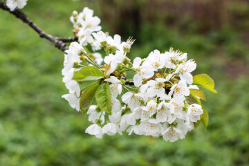Cherry tree blooms with white flowers in early spring in the garden