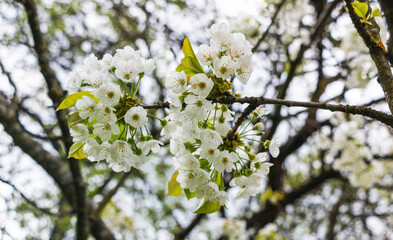 Cherry tree blooms with white flowers in early spring in the garden