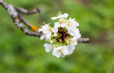 Cherry tree blooms with white flowers in early spring in the garden