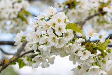 Cherry tree blooms with white flowers in early spring in the garden