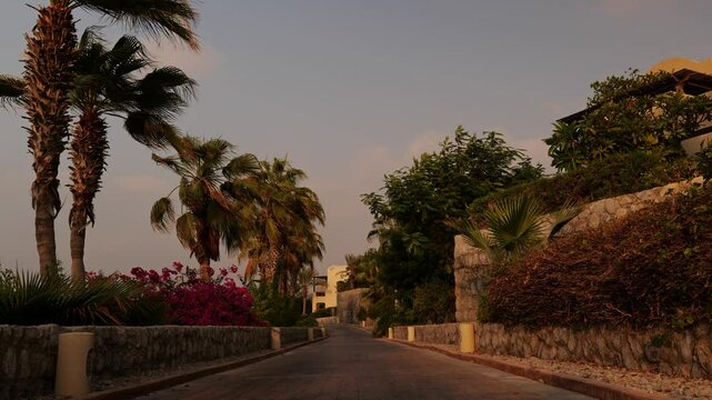 A Tropical Road Surrounded by Lush Green Palms and Vibrant Colorful Bougainvillea