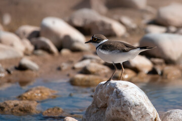 A little ringed plover looking for food on the bed side of  the river. Birds of Greece. Charadrius dubius.
