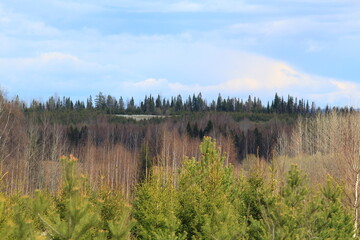 beautiful forest on a sunny May day