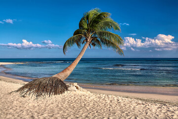 palm tree on the beach