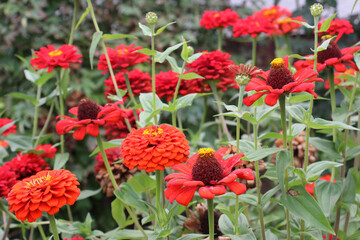Zinnias (Majors) are blooming in a flower bed in the garden