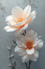 Obraz premium Two large white flowers bloom on a gray background. Floral design, fresh petals on branches. Delicate blossom petals, wedding decor, botanical art for spring celebration, beauty, nature and romance.