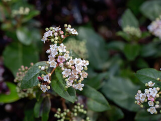 Closeup of flowers of laurustinus (Viburnum tinus) in a garden in late winter